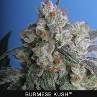 TH Seeds - Burmese Kush 5 - fem