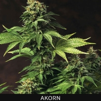 TH Seeds - Akorn 5 FEM