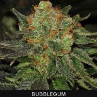 TH Seeds - Bubblegum - 10 Fem