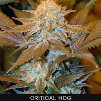 TH Seeds - Critical Hog 5 FEM