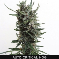 TH Seeds - Auto Critical Hog - 2 Auto