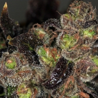 TH Seeds - Da Purps 5 - REGULAR