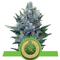 Royal Queen Seeds - Northern Lights Auto 3