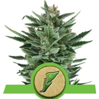 Royal Queen Seeds - Quick One Auto 3 fem