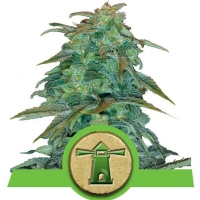 Royal Queen Seeds - Royal Haze Auto 3 fem