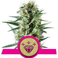 Royal Queen Seeds - Special Kush 1 - 1 Fem