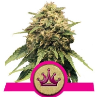 Royal Queen Seeds - Special Queen 1 - 1 Fem