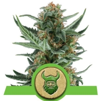 Royal Queen Seeds - Royal Dwarf Auto - 1 fem