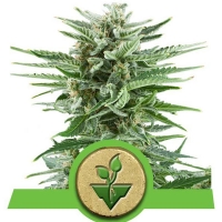 Royal Queen Seeds - Easy Bud Auto - 3 fem