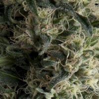 Pyramid Seeds - Auto Galaxy 1 fem