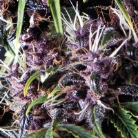 Pyramid Seeds - Auto Purple 5 fem