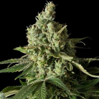 Dinafem - Moby Dick CBD - 5 fem