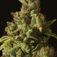 Devil's Harvest Seeds - Rollex OG Kush - 3 Fem