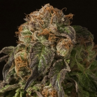 Devil's Harvest Seeds - Shoreline - 3 Fem