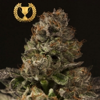 Devil's Harvest Seeds - Strawberry Sour Diesel - 3 Fem