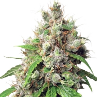 Dutch Passion - Auto Euforia 7 auto