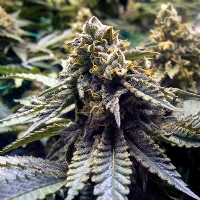 Humboldt Seed Organization - Chocolate Mint OG - 3 Fem