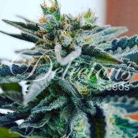 Delicious Seeds - Sugar Black Rose - 3 Fem