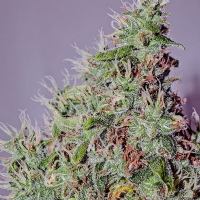 Positronics - Amnesia Mistery 1 fem