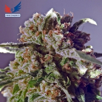 Positronics - CBD Black Widow 5 fem