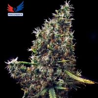 Positronics - Cum Laude 1 fem