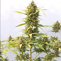 Positronics Auto Critical Express 1