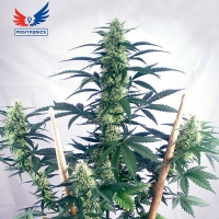 Positronics Auto MayDay Express 3 fem