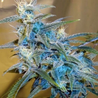 Cannabiogen - Sugarloaf - 3 Fem