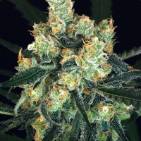 Exotic Seeds - Amnesia #7 3 fem
