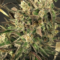 Exotic Seeds - Exotic Colours 3 fem