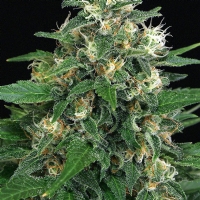 Exotic Seeds - Exotic Thai 3 fem