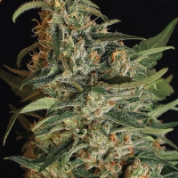 Exotic Seeds - Green Gummy 3 fem