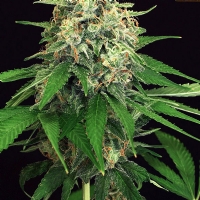 Exotic Seeds - Mango Cream 3 fem