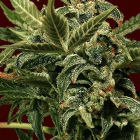 Exotic Seeds - Russian Automatic - 1 Auto