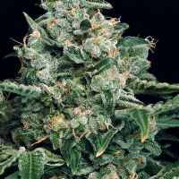 Exotic Seeds - Sir Jack 3 fem