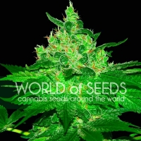 World of Seeds - Afghan Kush 3 fem
