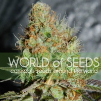 World of Seeds - Afghan Kush Special 3 fem