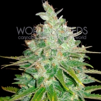 World of Seeds - Afghan Kush x Black Domina - 3 fem
