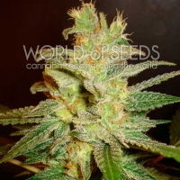 World of Seeds - Northern Light x Big Bud 7 fem