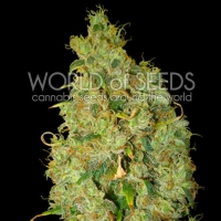 World of Seeds - Northern Light x Skunk 3 fem