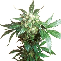 Sensi Seeds - Black Domina - 5 fem