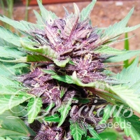 Delicious Seeds - Auto Dark Purple - 3 Auto