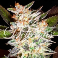 Delicious Seeds - Auto Delicious Candy - 5 Auto