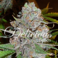 Delicious Seeds - Auto La Diva - 1 Auto