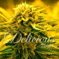 Delicious Seeds - Auto Sugar Black Rose - 5 Auto