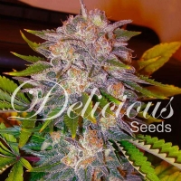 Delicious Seeds - Caramelo - 1 Fem