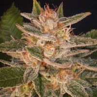 Delicious Seeds - Delicious Candy (aka Cheese Candy) - 3 Fem