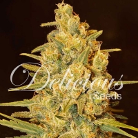 Delicious Seeds - Critical Sensi Star - 3 Fem