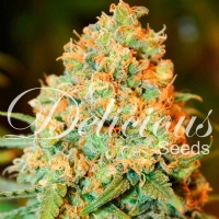 Delicious Seeds - Critical Super Silver Haze - 1 Fem