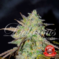 Delicious Seeds - Marmelate - 15 Reg